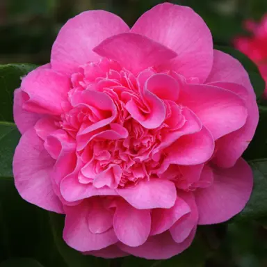 camellia-williamsii-debbie-2