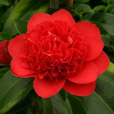 camellia-japonica-dolly-dyer-