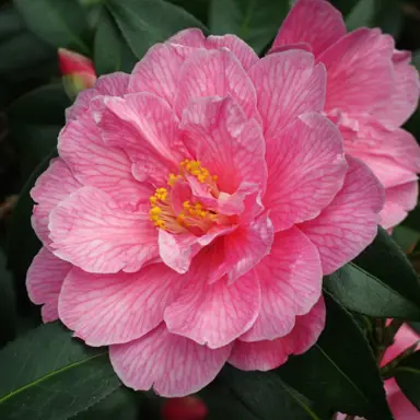 camellia-williamsii-donation-