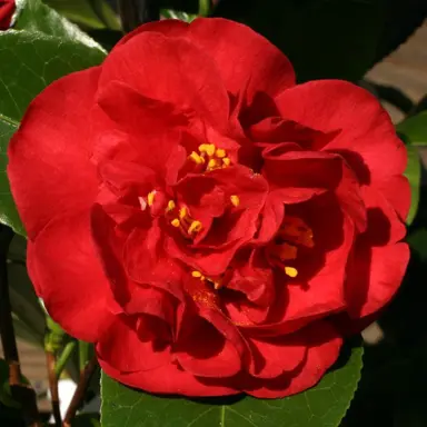 camellia-japonica-dr-burnside-