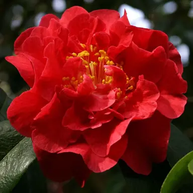 camellia-dr-clifford-parks-