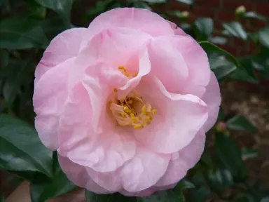 camellia-japonica-dr-tinsley-2