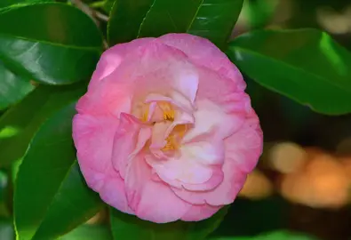 camellia-japonica-dr-tinsley-3