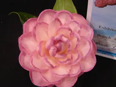 camellia-williamsii-dreamboat-