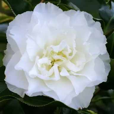 camellia-japonica-elegans-champagne-