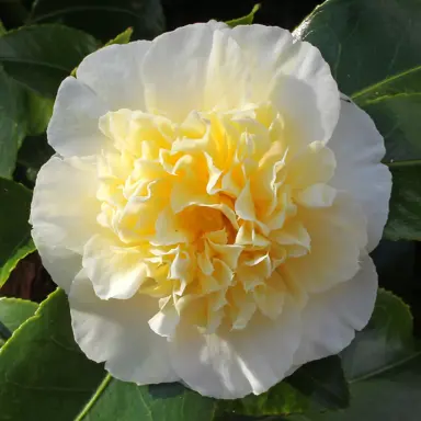 camellia-japonica-gwenneth-morey-