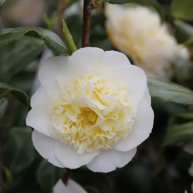 camellia-japonica-gwenneth-morey-1