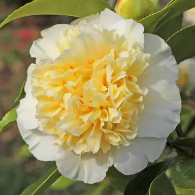 camellia-japonica-gwenneth-morey-2