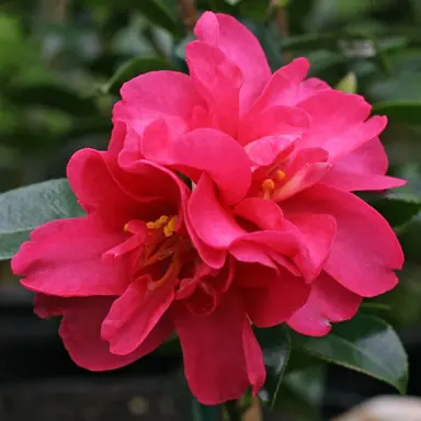 camellia-sasanqua-kanjiro-