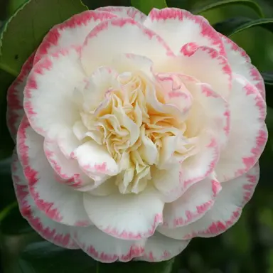 camellia-japonica-margaret-davis-