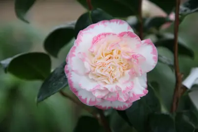 camellia-japonica-margaret-davis-2