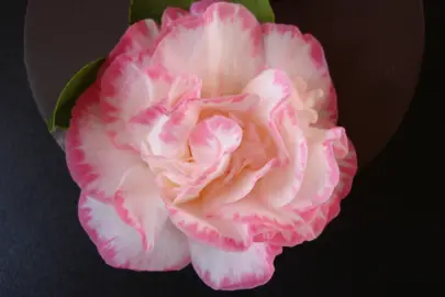 camellia-japonica-margaret-davis-3