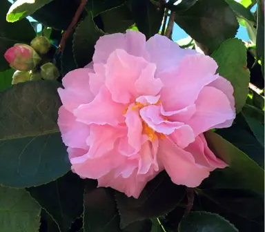 camellia-sasanqua-marge-miller-