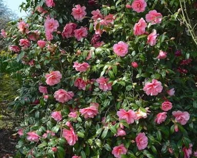 camellia-sasanqua-marge-miller-1