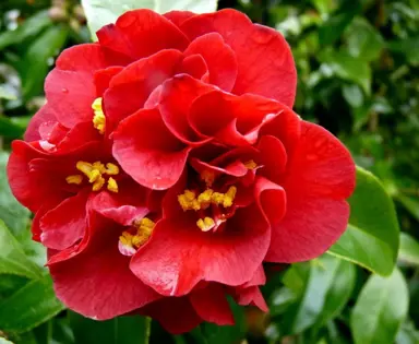 camellia-japonica-maroon-and-gold-2