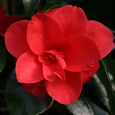 camellia-japonica-moshio-