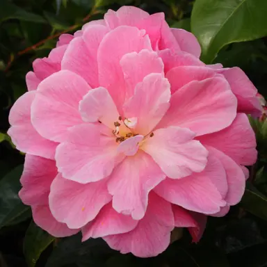 camellia-mystique-1