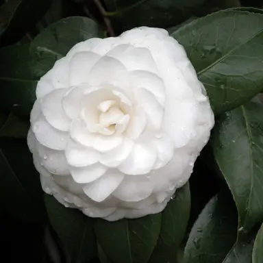 camellia-japonica-nuccios-gem-1