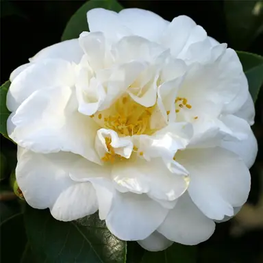 camellia-japonica-onetia-holland-