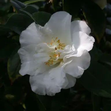 camellia-japonica-onetia-holland-1