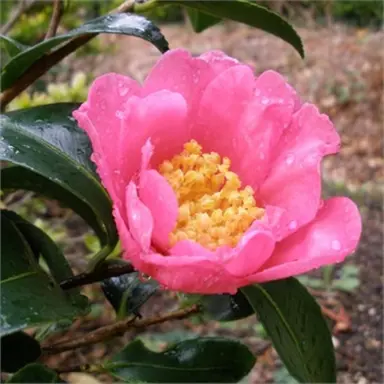 camellia-sasanqua-paradise-glow-