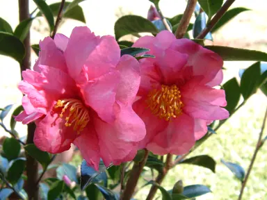 camellia-sasanqua-paradise-glow-2