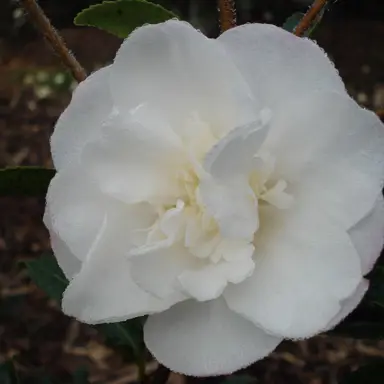 camellia-sasanqua-paradise-helen-1