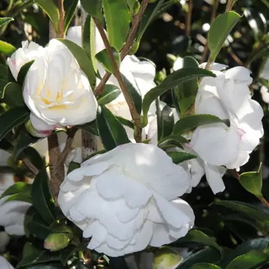 camellia-sasanqua-paradise-helen-2