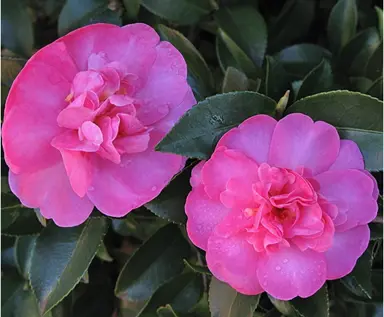 camellia-sasanqua-paradise-hilda-1