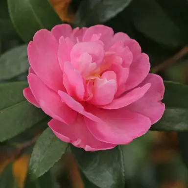 camellia-sasanqua-paradise-hilda-4