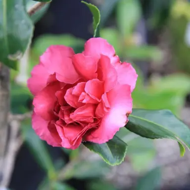 camellia-sasanqua-paradise-joan-2