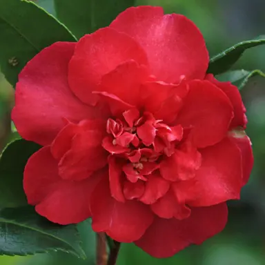 camellia-sasanqua-paradise-joan-3