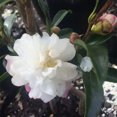 camellia-paradise-little-liane-1