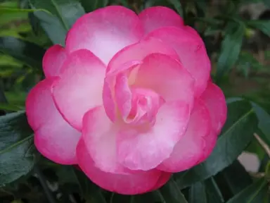 camellia-sasanqua-paradise-sayaka-2