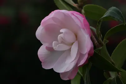 camellia-sasanqua-paradise-sayaka-3