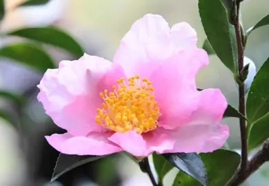 camellia-sasanqua-plantation-pink-1