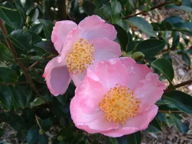 camellia-sasanqua-plantation-pink-2