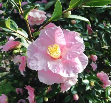 camellia-sasanqua-plantation-pink-3