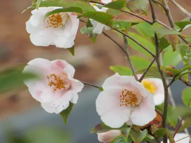 camellia-quintessence-1