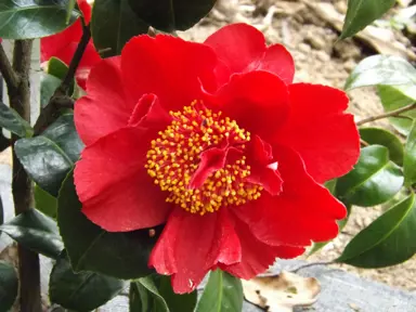 camellia-williamsii-rendezvous-