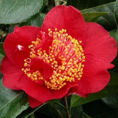 camellia-williamsii-rendezvous-1