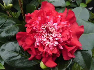 camellia-williamsii-ruby-wedding-4