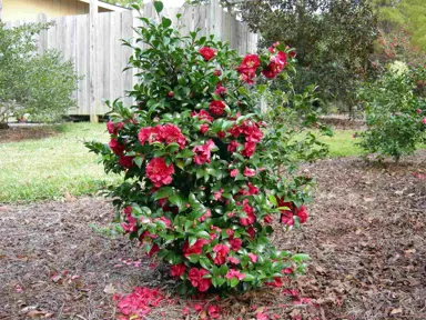 camellia-williamsii-ruby-wedding-5