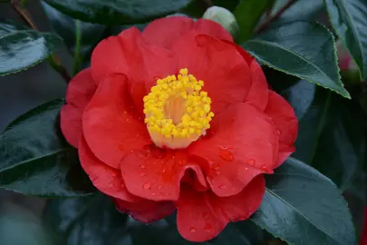 camellia-japonica-san-dimas-