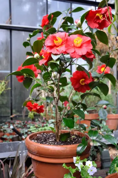 camellia-japonica-san-dimas-1