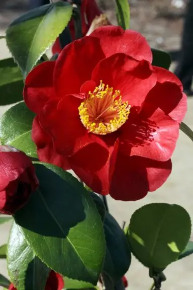 camellia-japonica-san-dimas-2