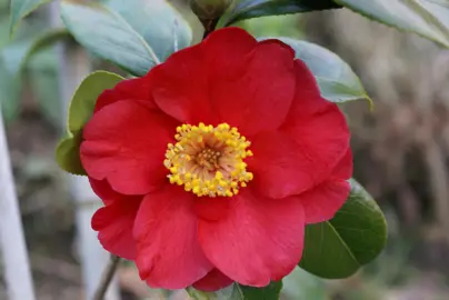 camellia-japonica-san-dimas-3