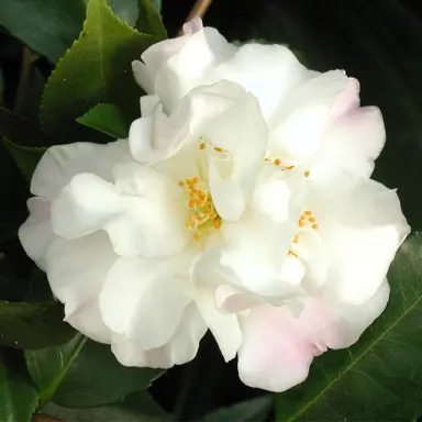 camellia-scentuous-1