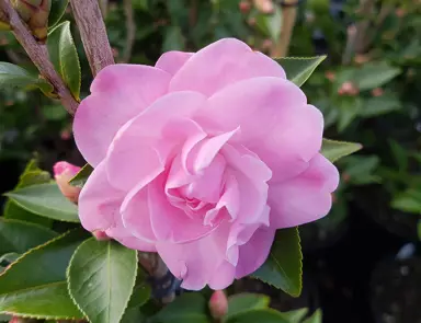 camellia-sasanqua-sweet-jane-3