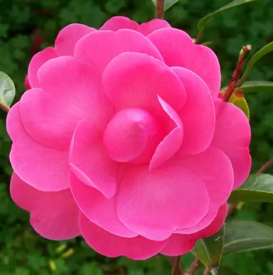 camellia-tamzin-coull-1